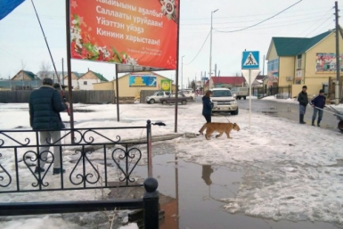 Девочка, на которую якобы напал лев, получила царапину - Директор труппы из Хабаровска WhatsApp